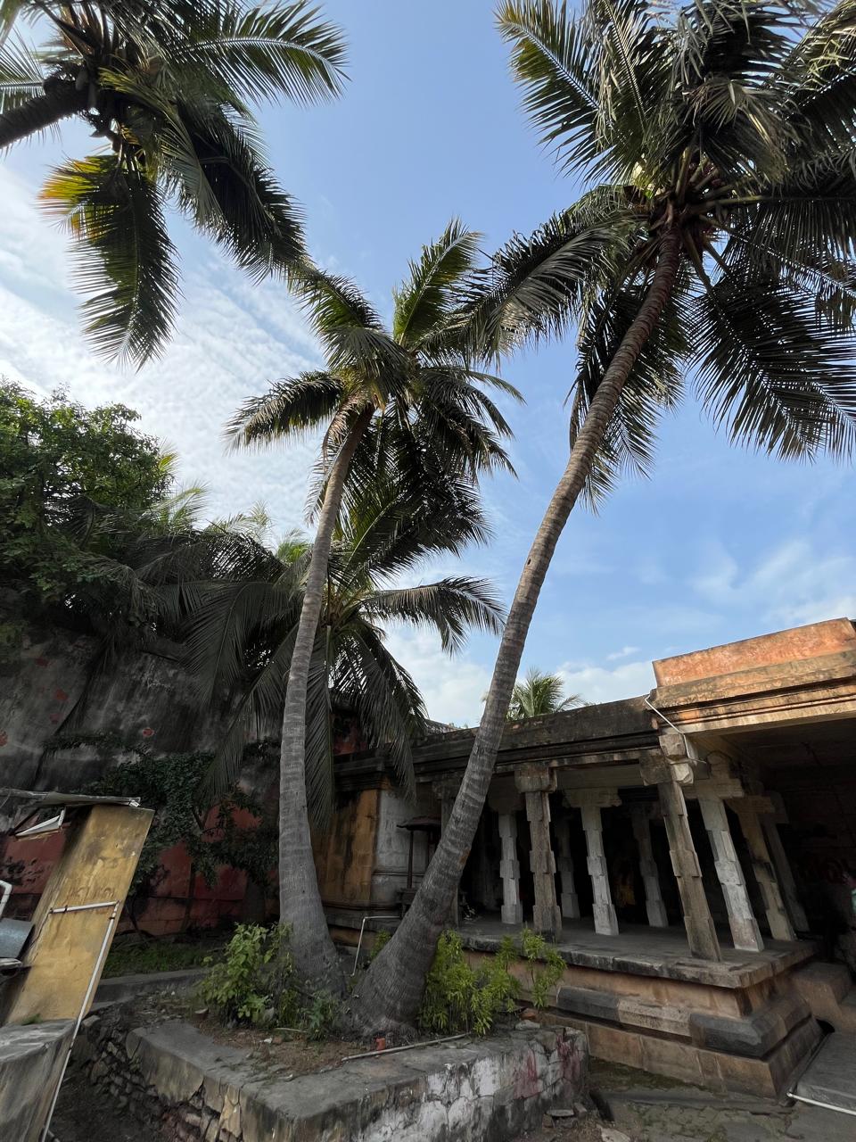 தென்னை