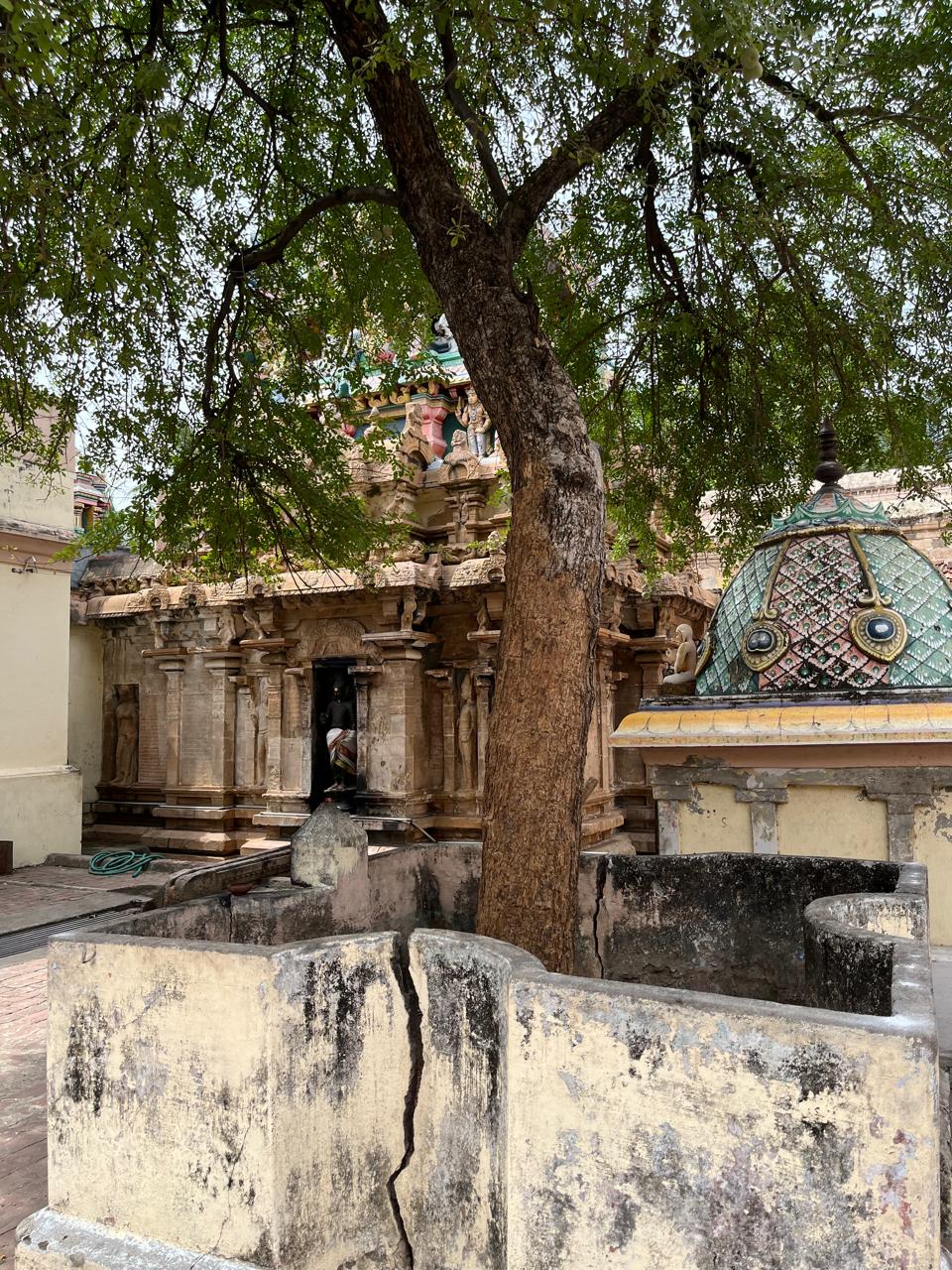 ஸ்தல வ்ருக்ஷம்